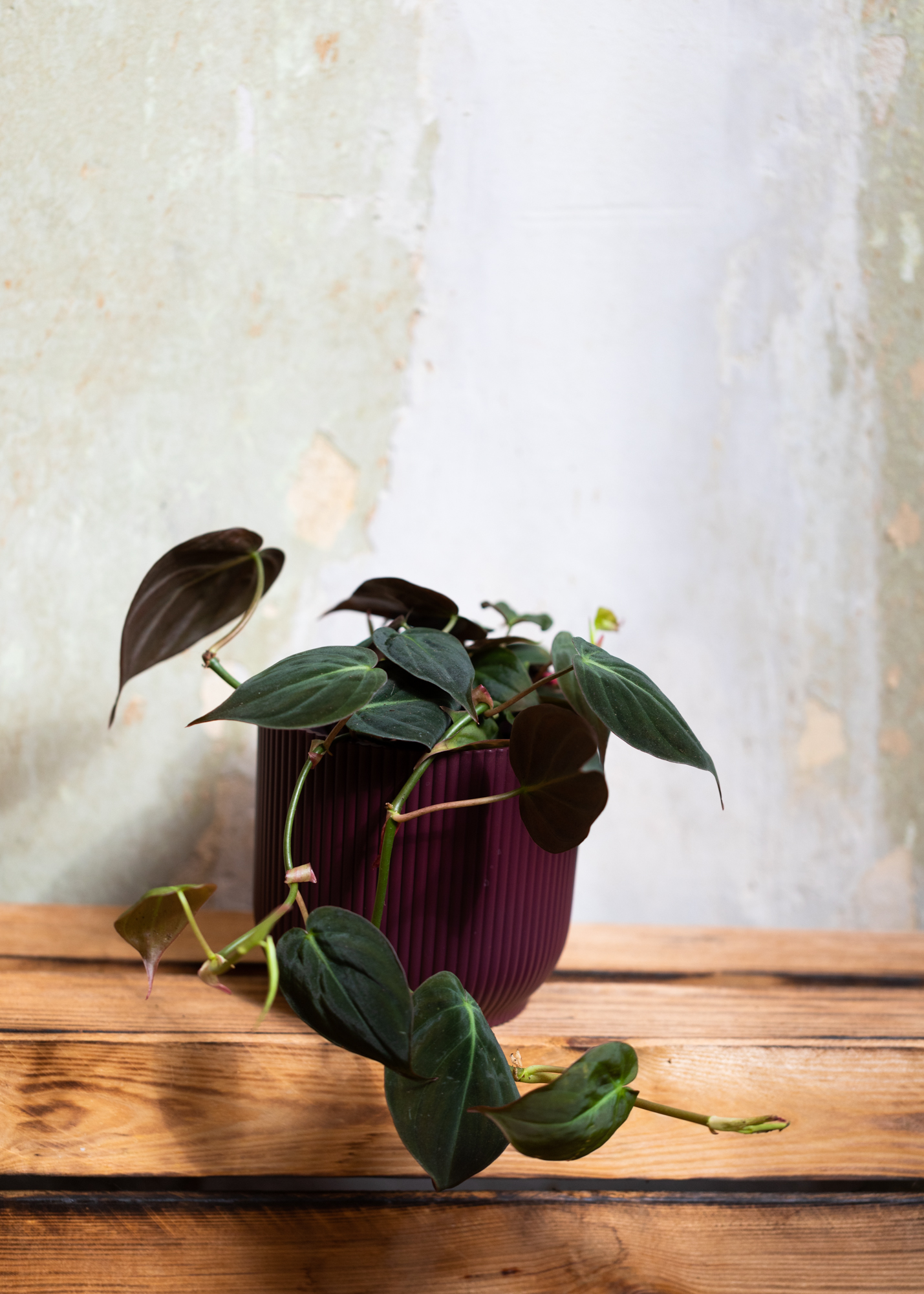 Philodendron Hederaceum var Hederaceum Micans
