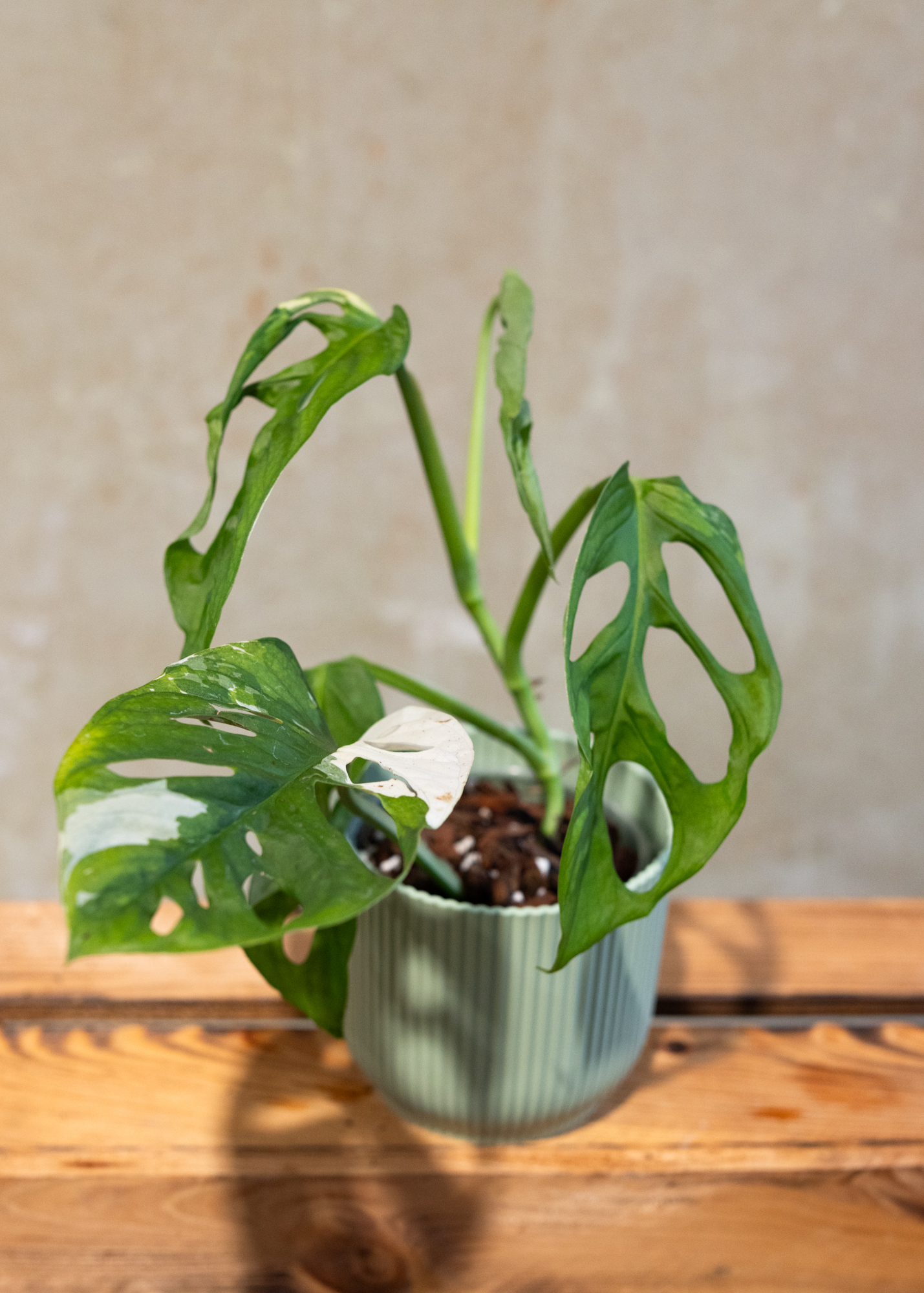 Monstera adansonii variegata 5