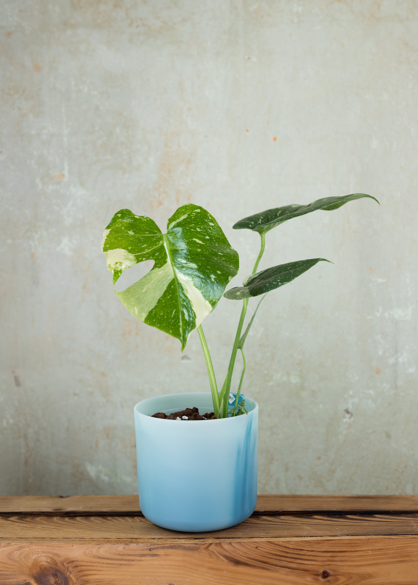 Monstera Deliciosa Thai Constellation