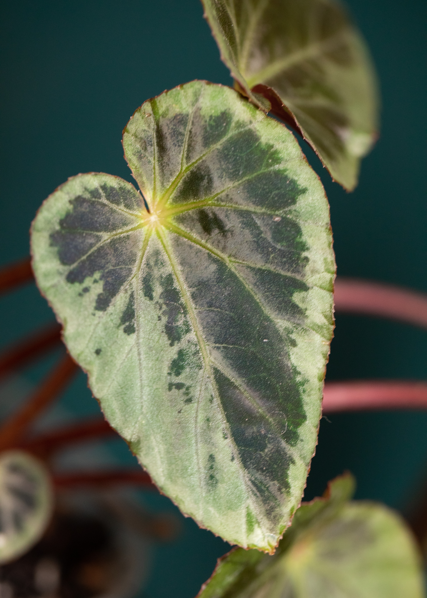 Begonia Burkillii Silver Edge Begonia Burkillii Silver Edge