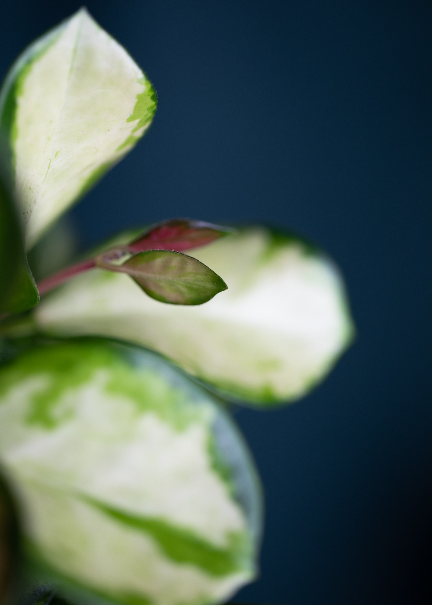 Hoya Australis Lisa