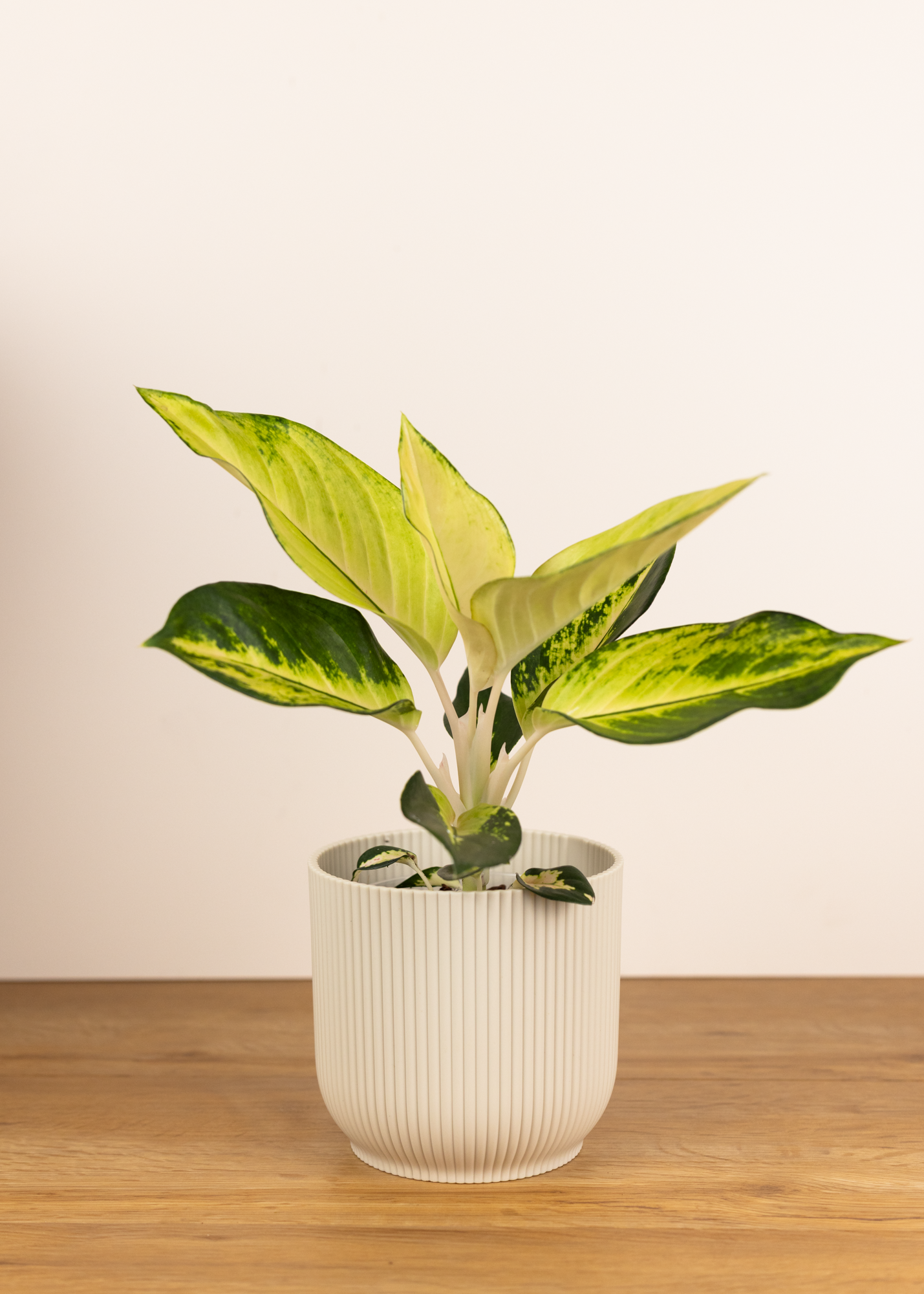 Aglaonema cochin yellow / peach