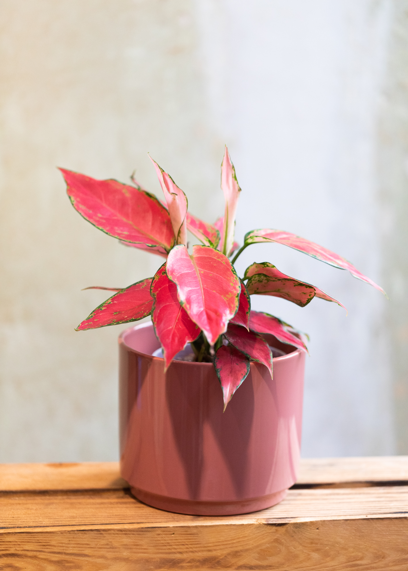Aglaonema red anyamanee