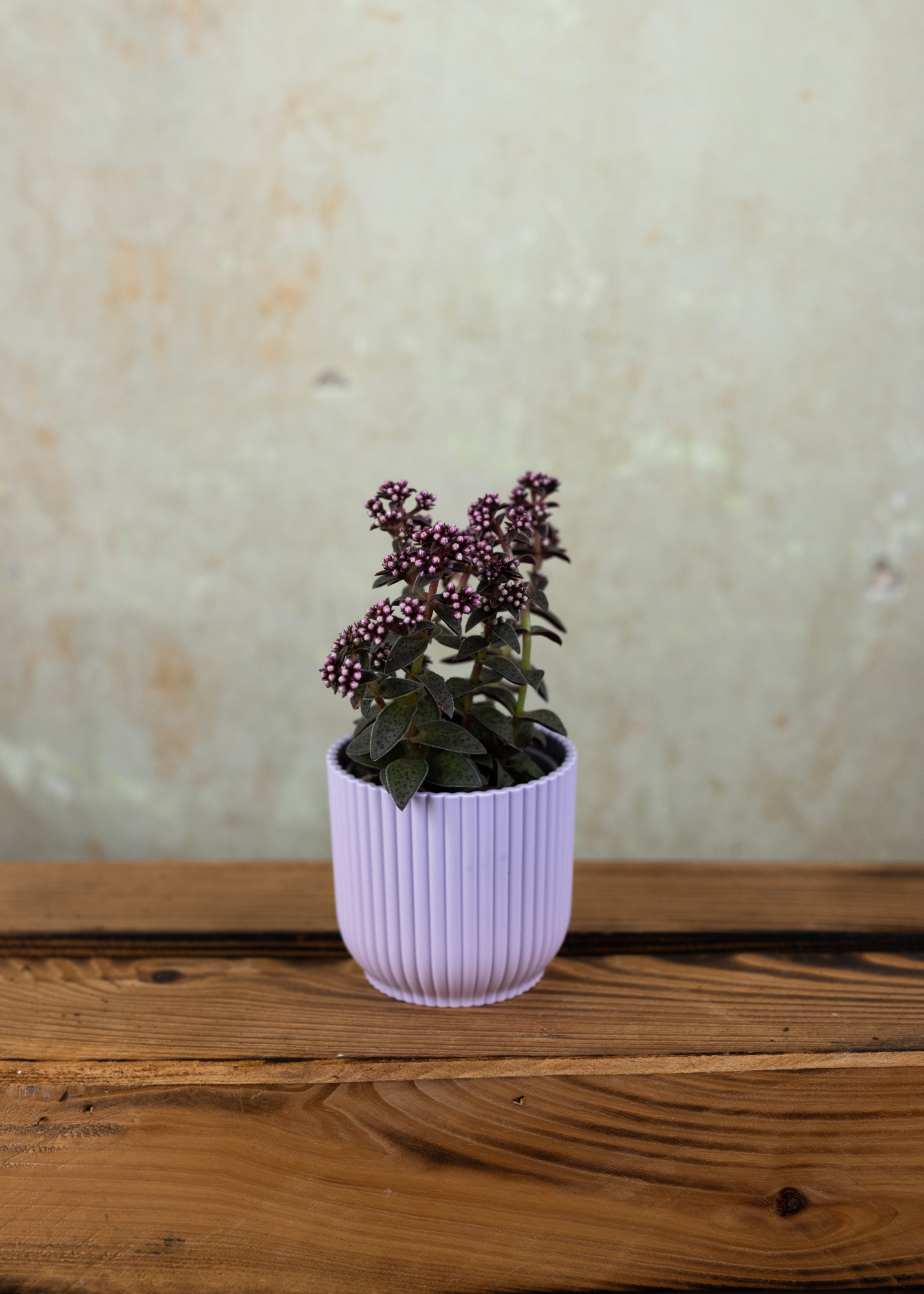 Crassula exilis picturata