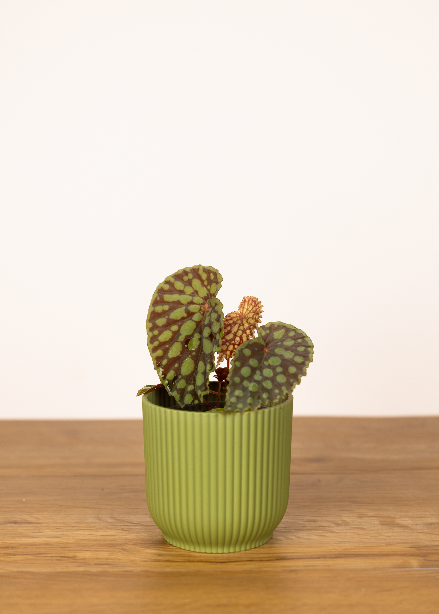 Begonia Chlorosticta