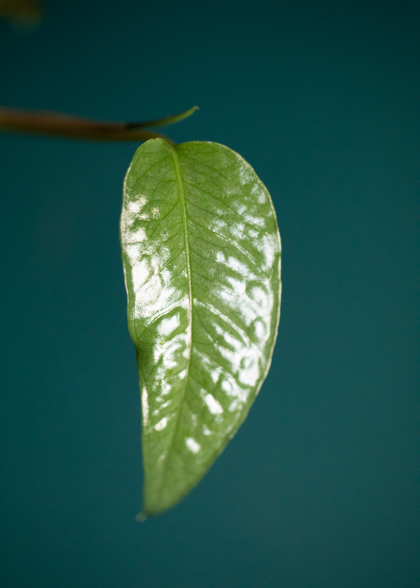 Epipremnum Pinnatum Cebu Blue Epipremnum Pinnatum Cebu Blue