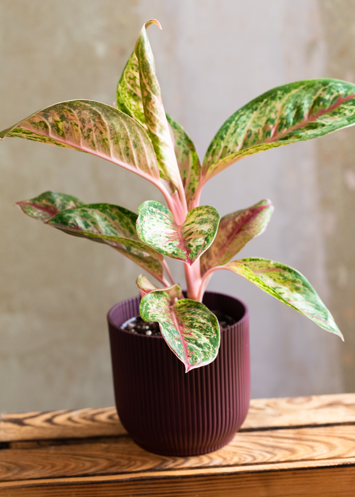 Aglaonema 10 karat