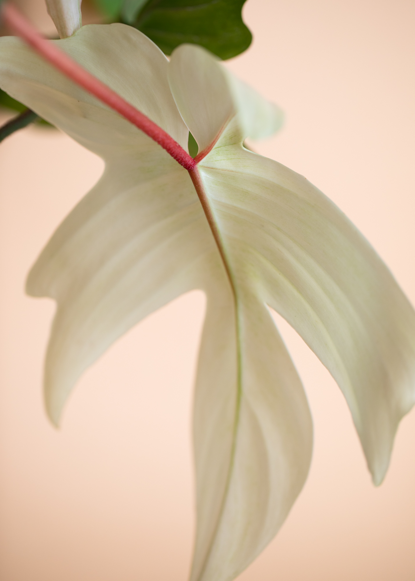 Philodendron Florida Ghost Philodendron Florida Ghost