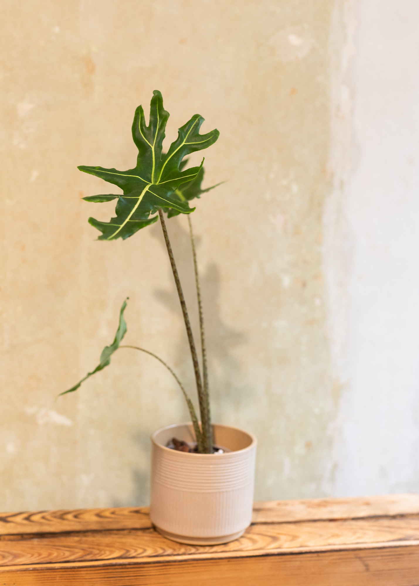 Alocasia portei