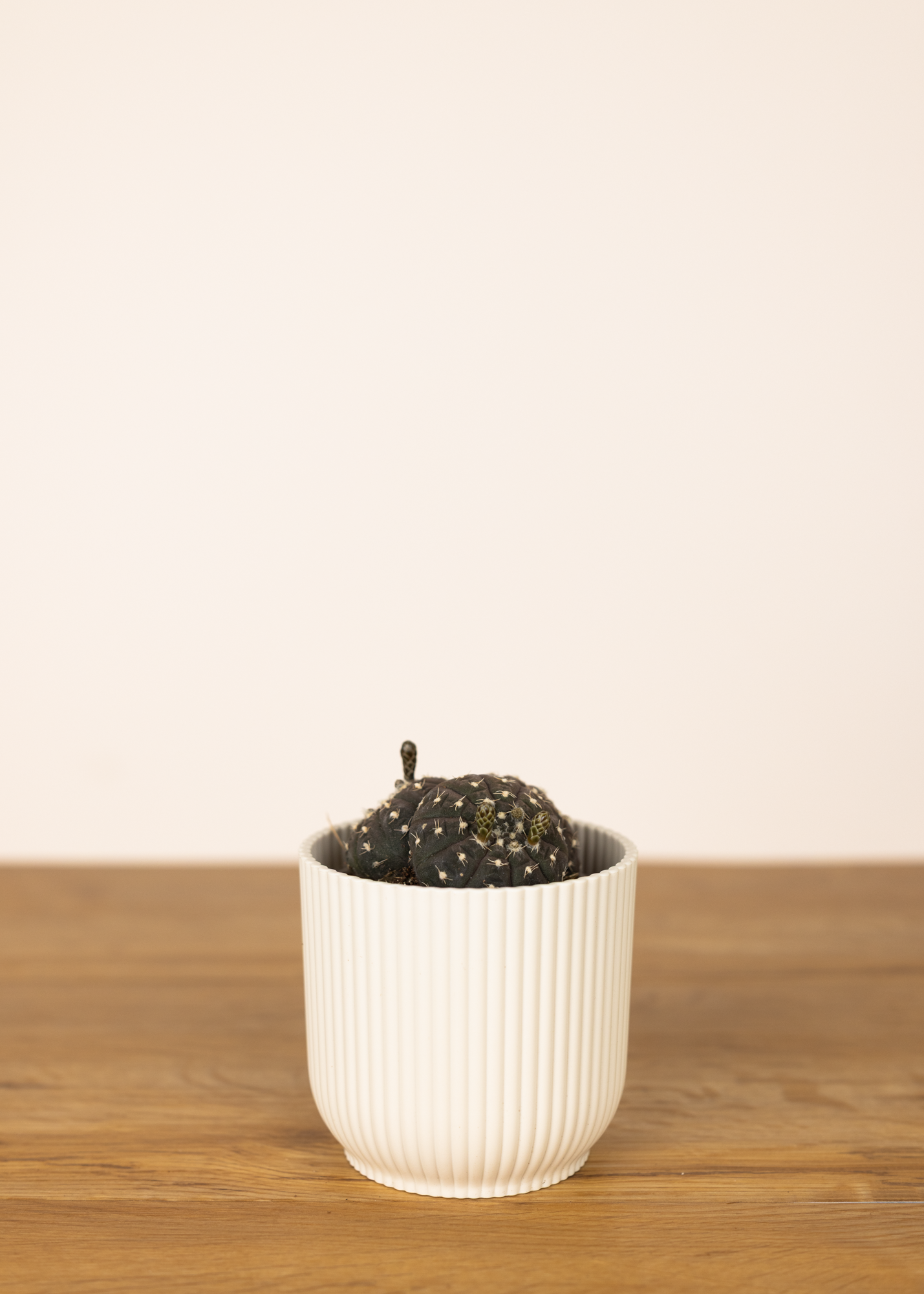 Gymnocalycium ragonesei