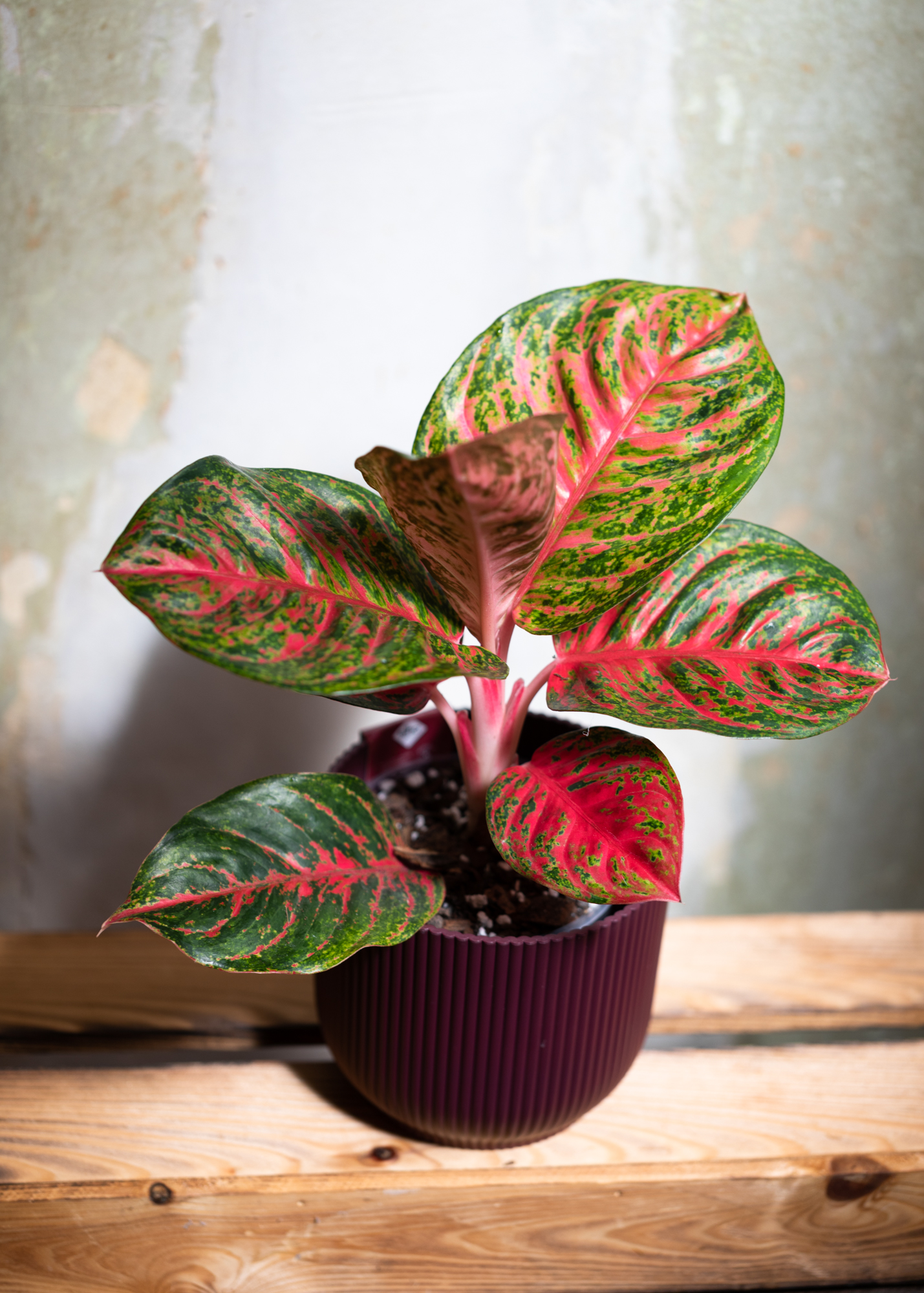 Aglaonema wulandari