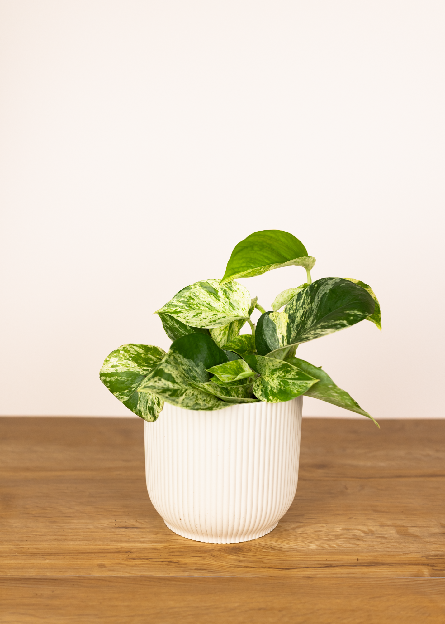 Epipremnum Aureum Marble Queen