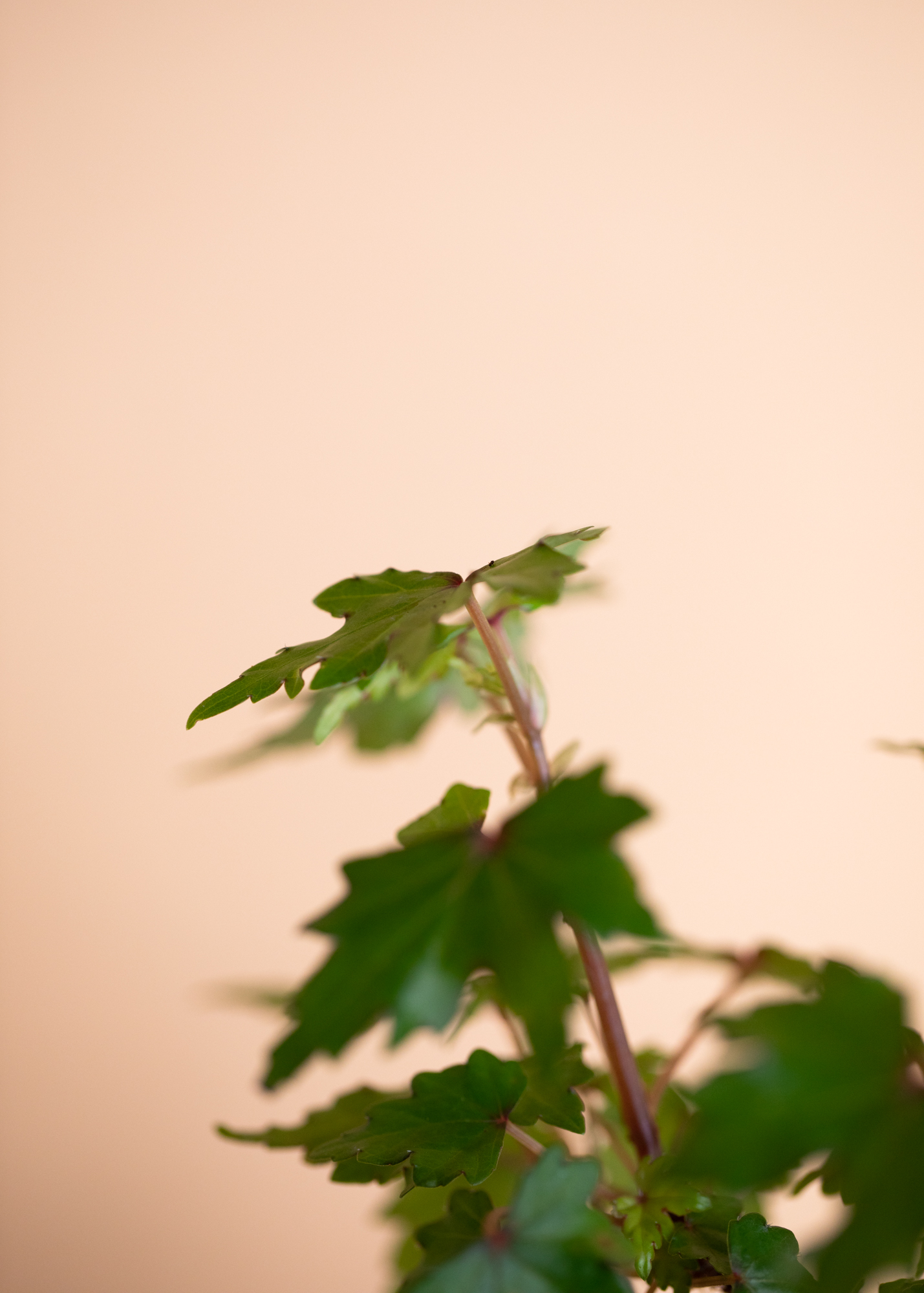 Begonia Dregei