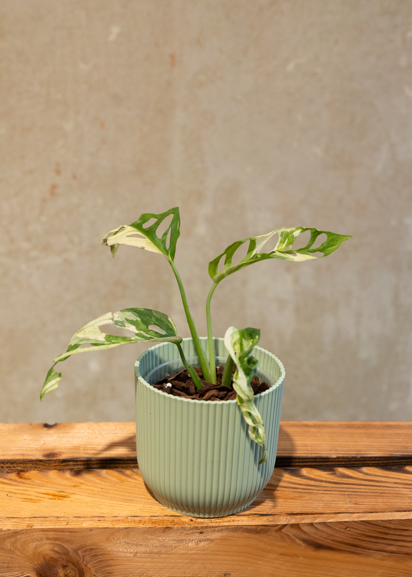 Monstera adansonii variegata 8