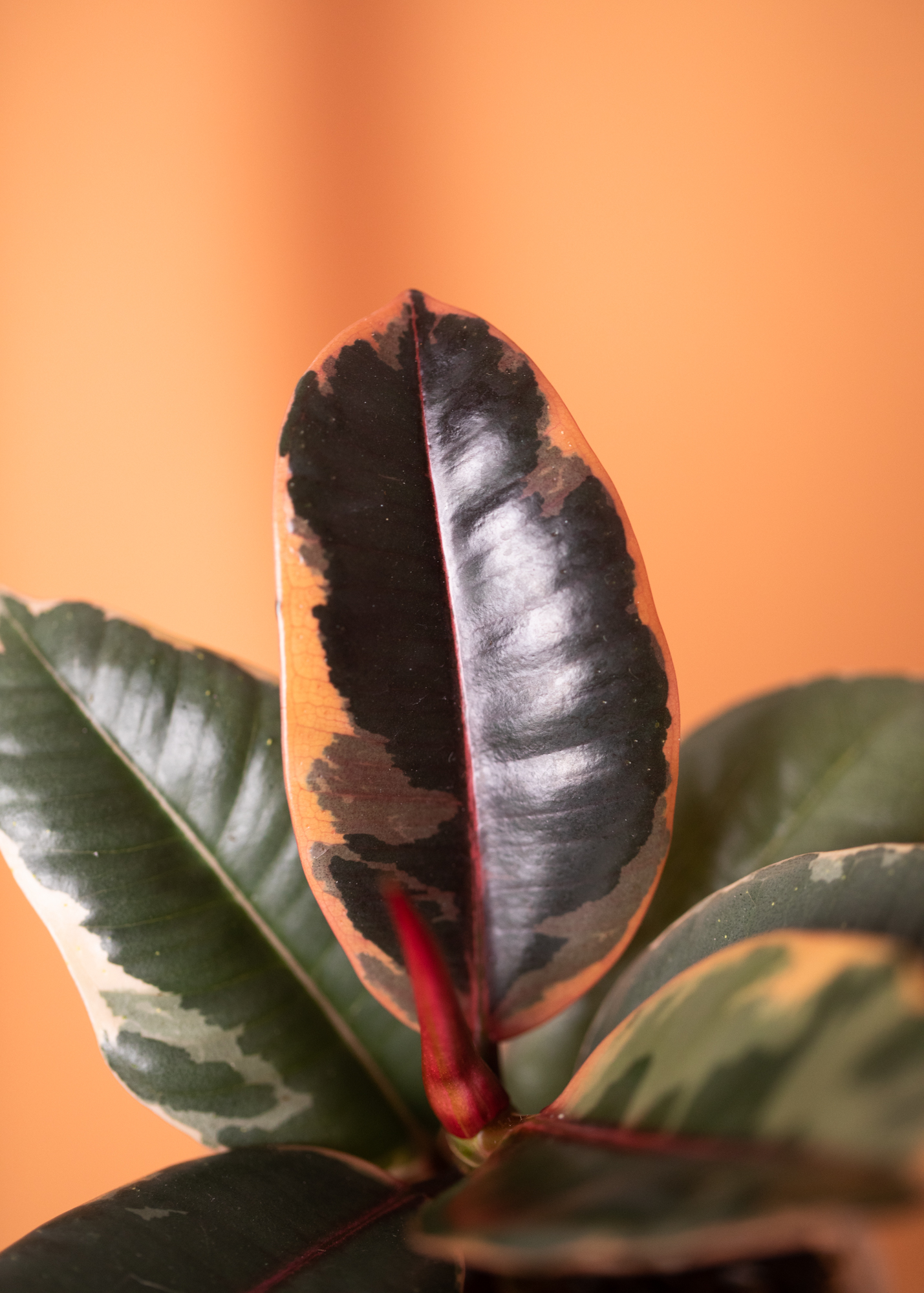 Ficus Elastica Belize