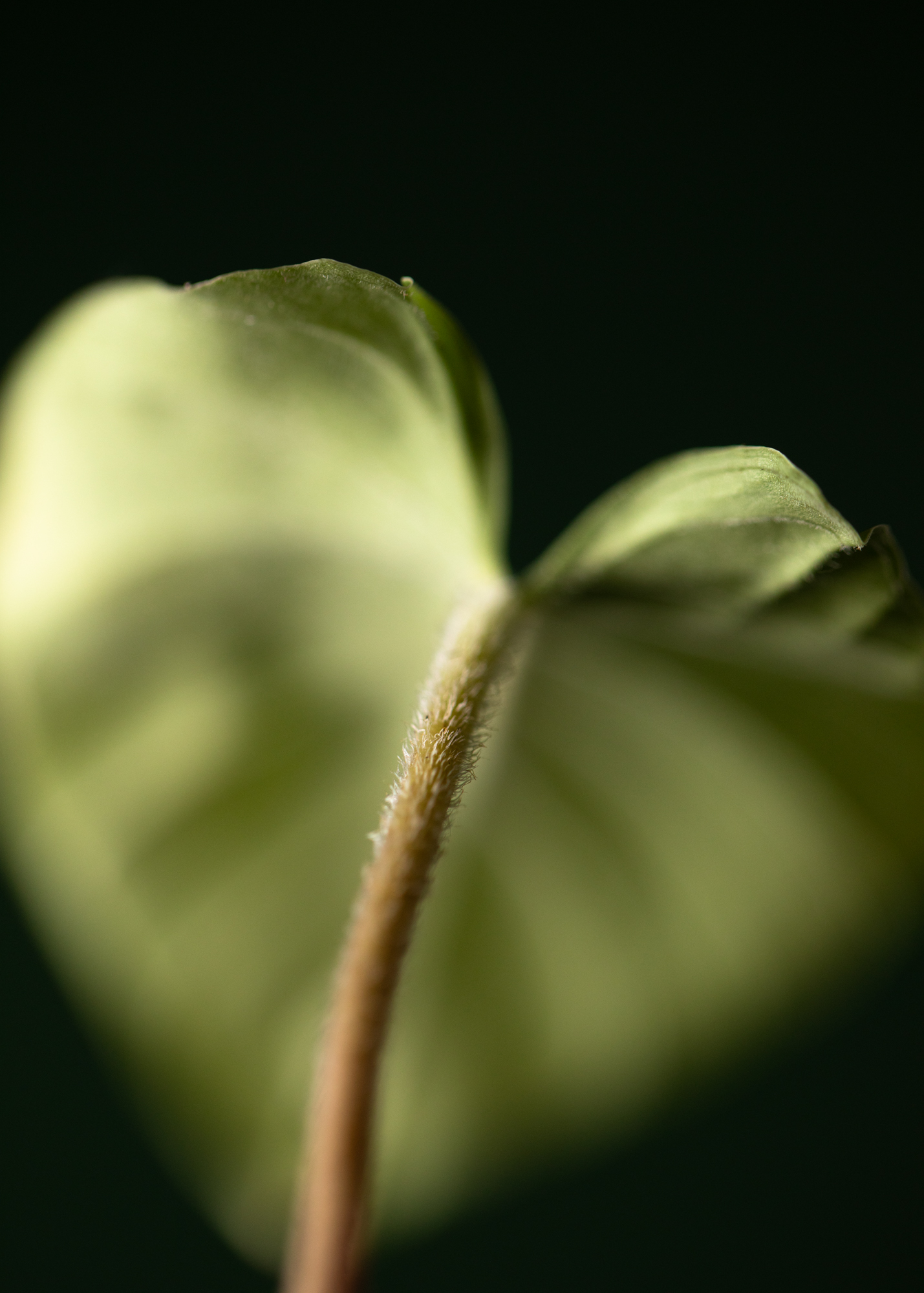 Adelonema Picturatum aff. Adelonema Picturatum aff.