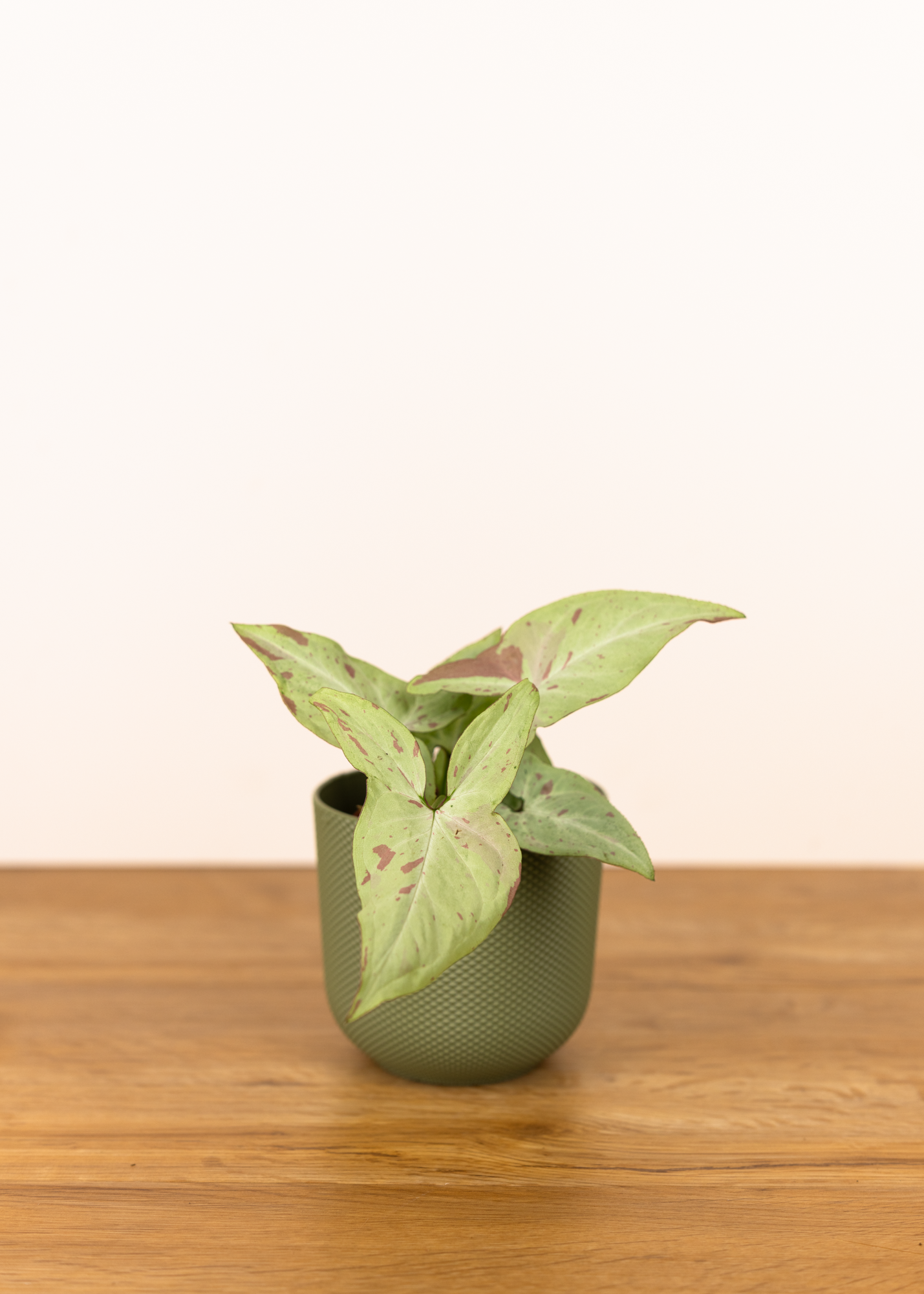 Syngonium strawberry milk 