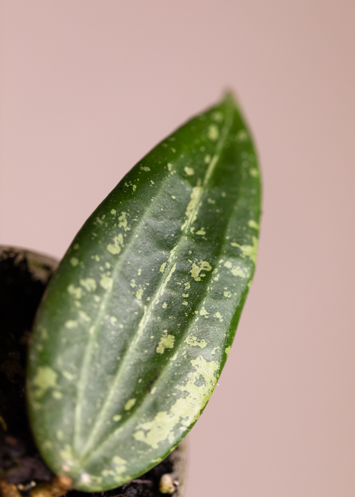 Hoya sp. Loei Province