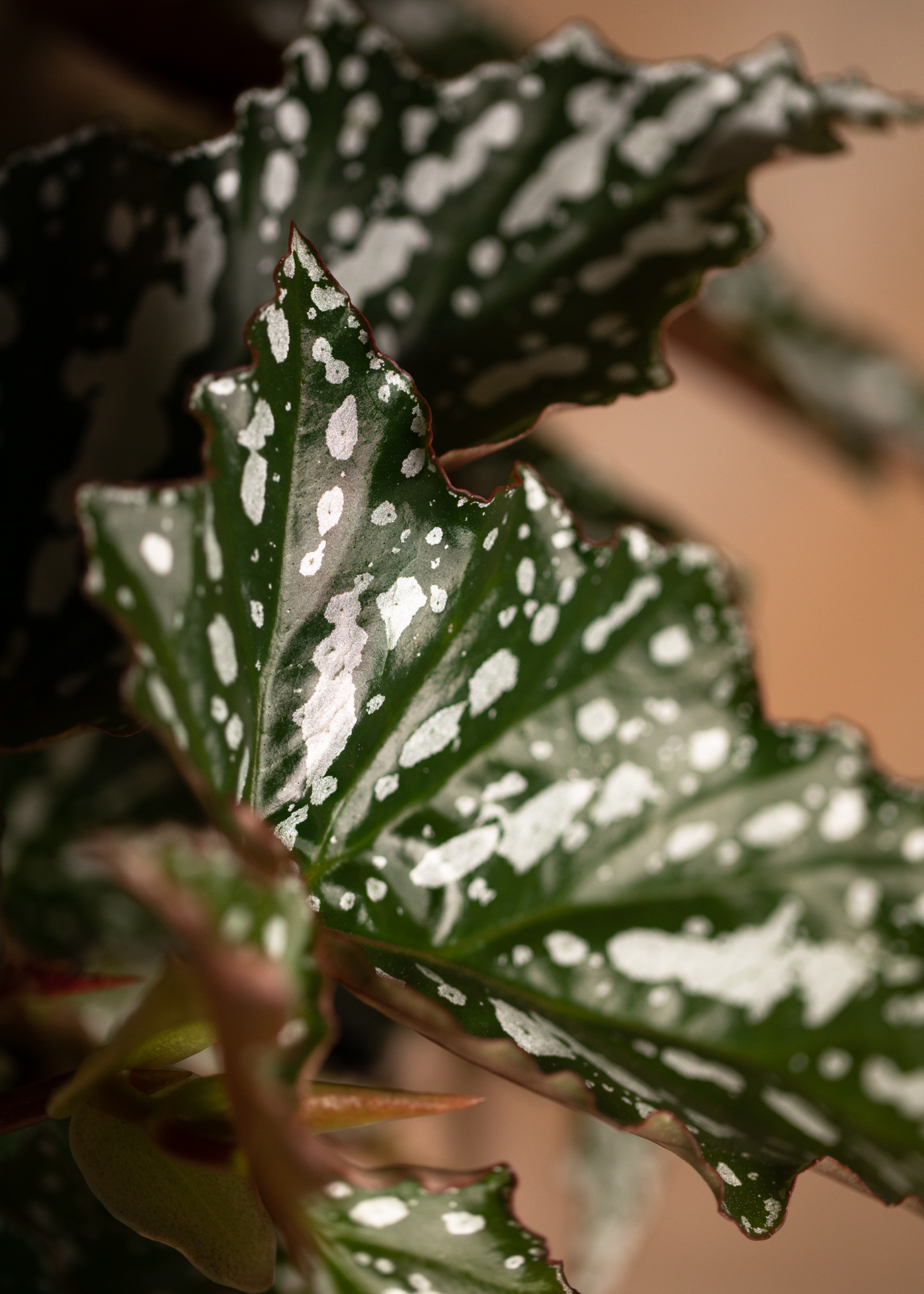 Begonia sp. Begonia sp.