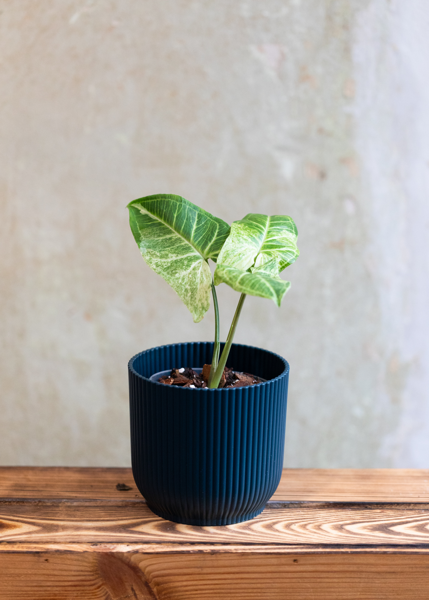 Syngonium batik variegata