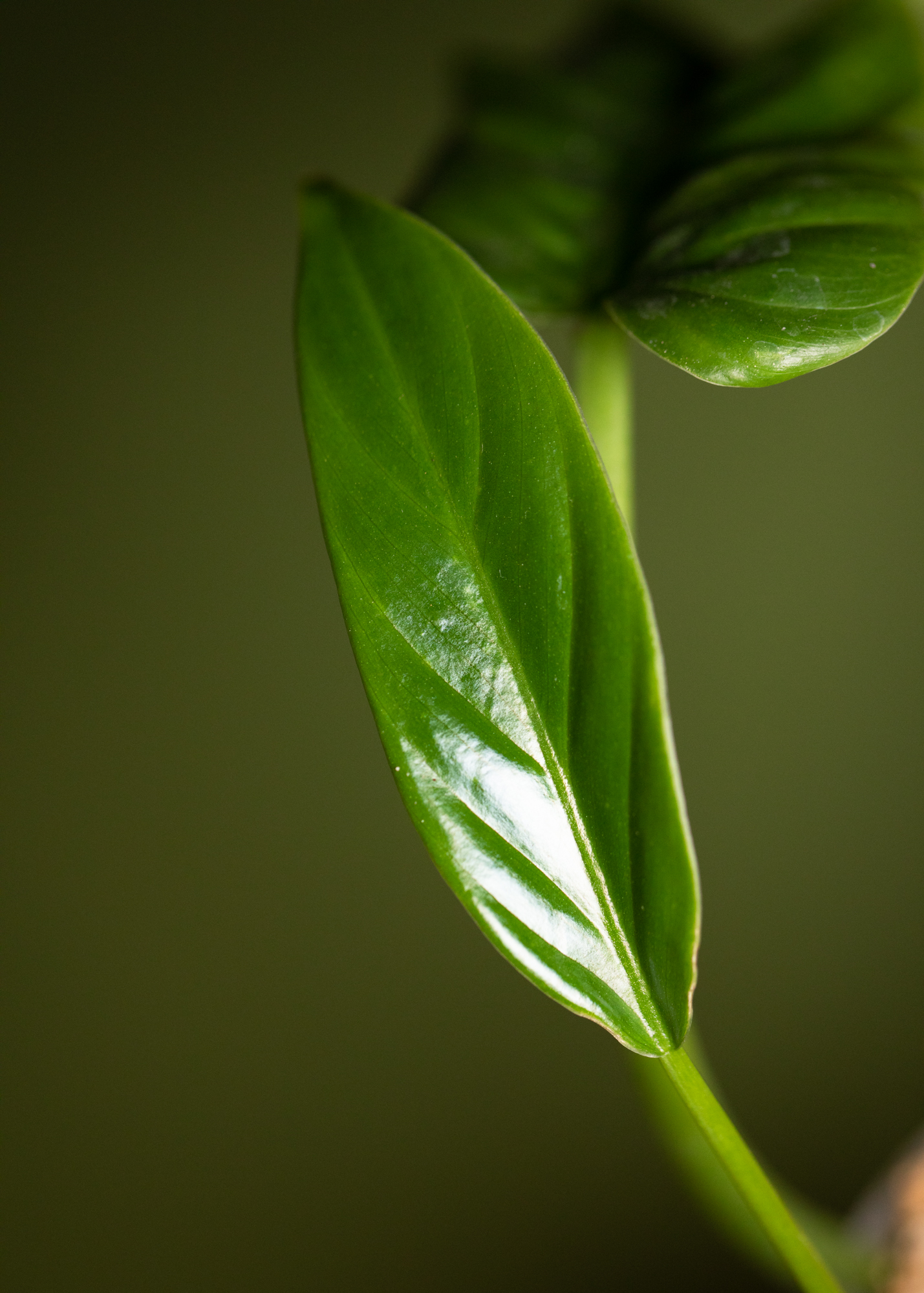 Philodendron Thalassicum Philodendron Thalassicum