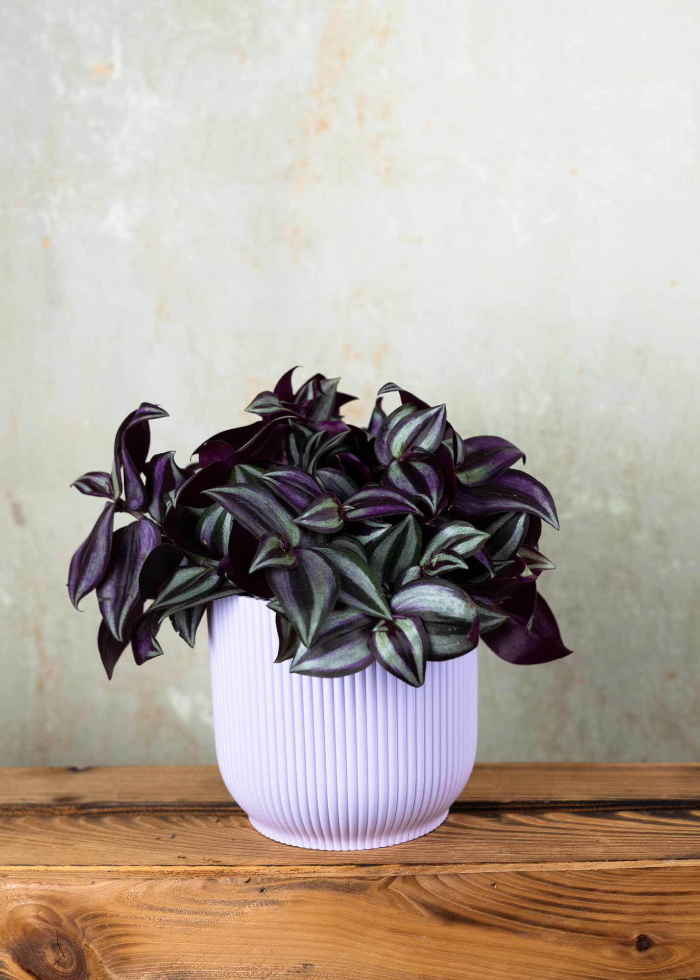 Tradescantia zebrina 'Violet Hill'