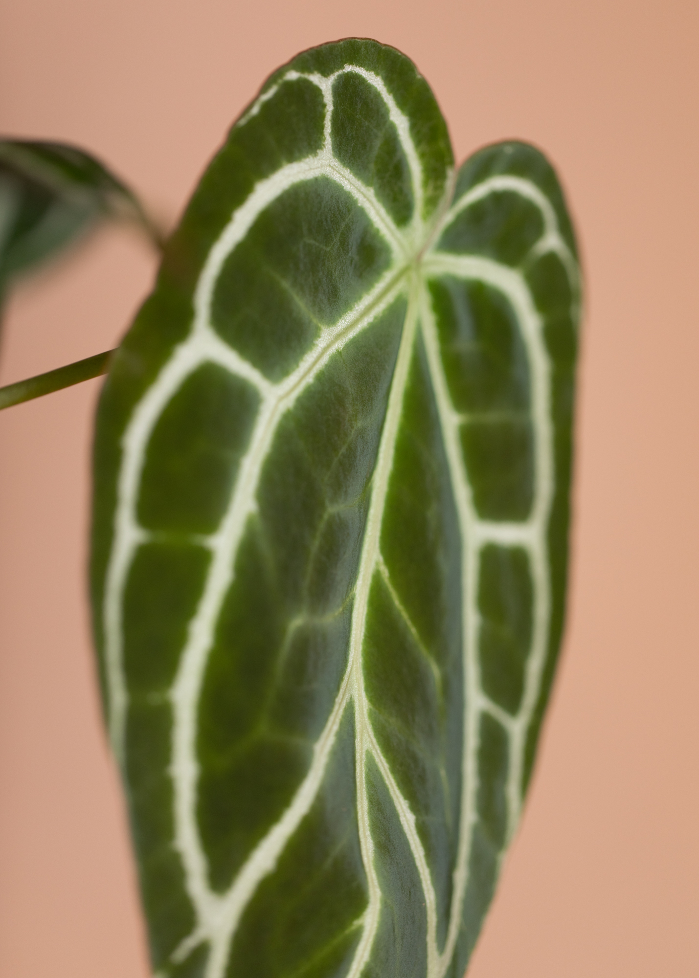 Anthurium Crystallinum