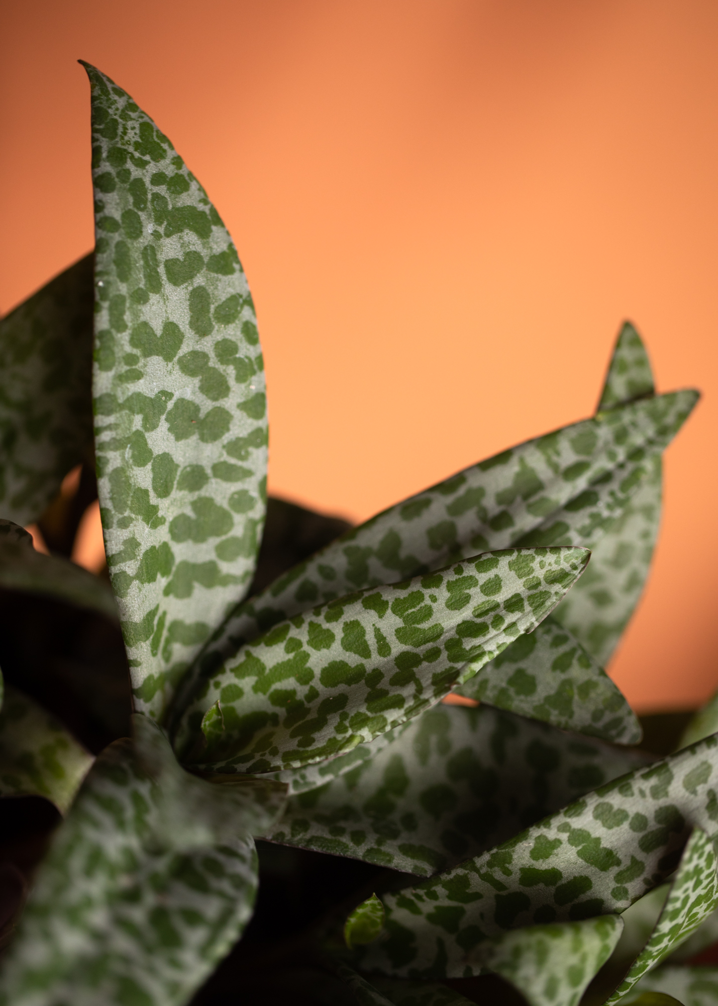 Ledebouria Socialis Ledebouria Socialis