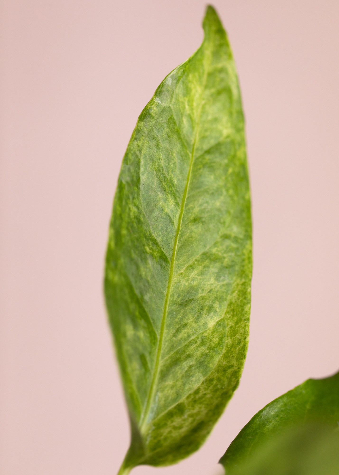 Anthurium Hookeri Variegata