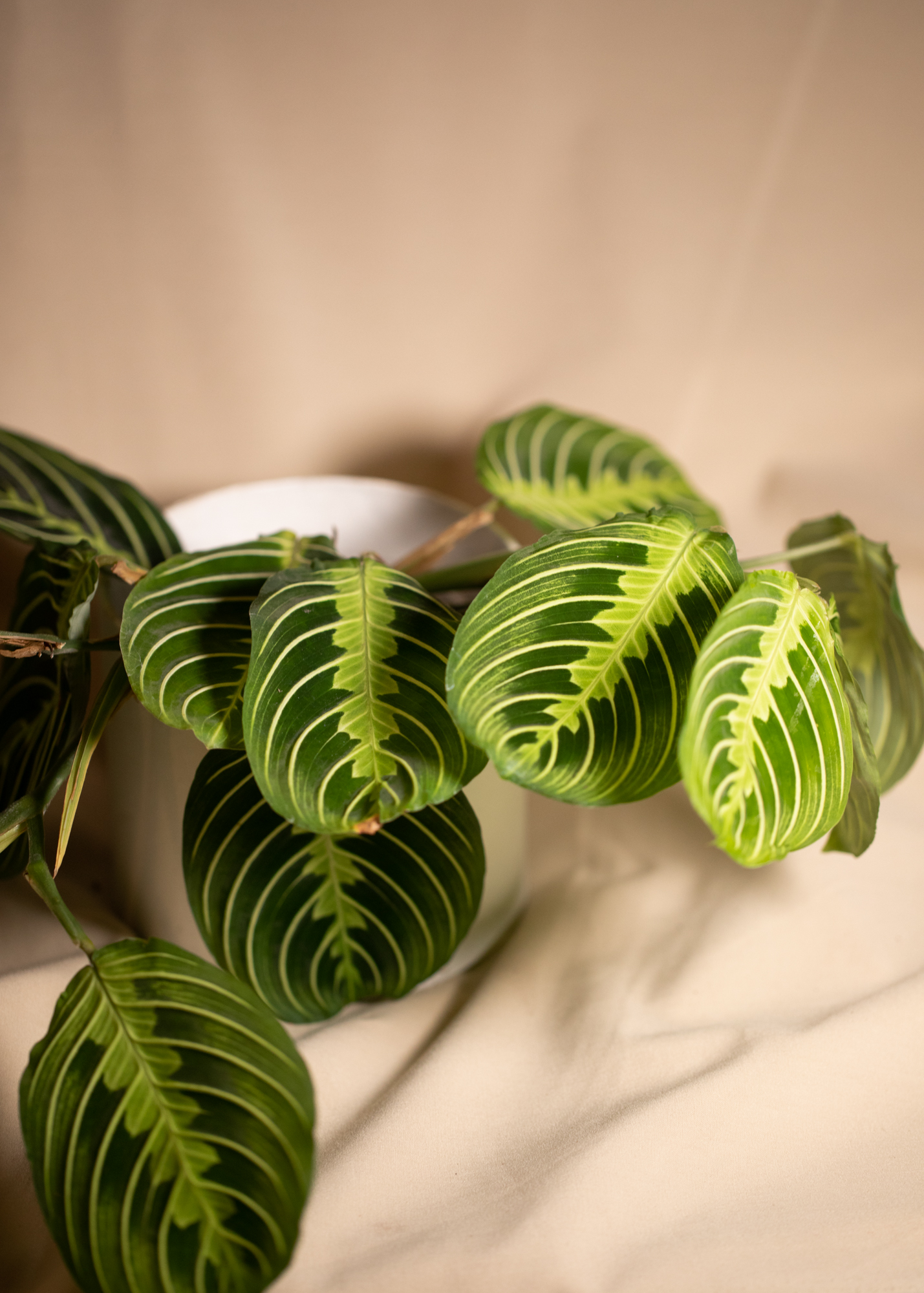 Maranta Leuconeura Lemon Lime Maranta Leuconeura Lemon Lime