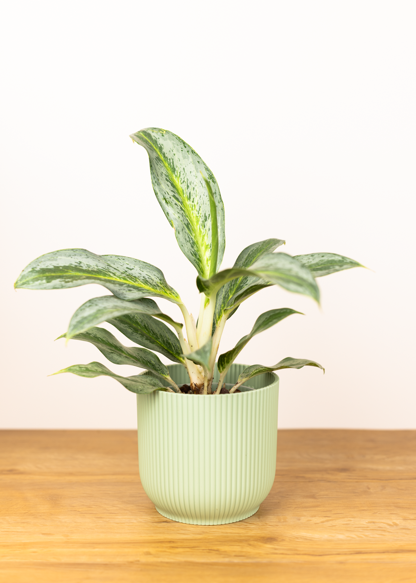 Aglaonema Emerald Stone