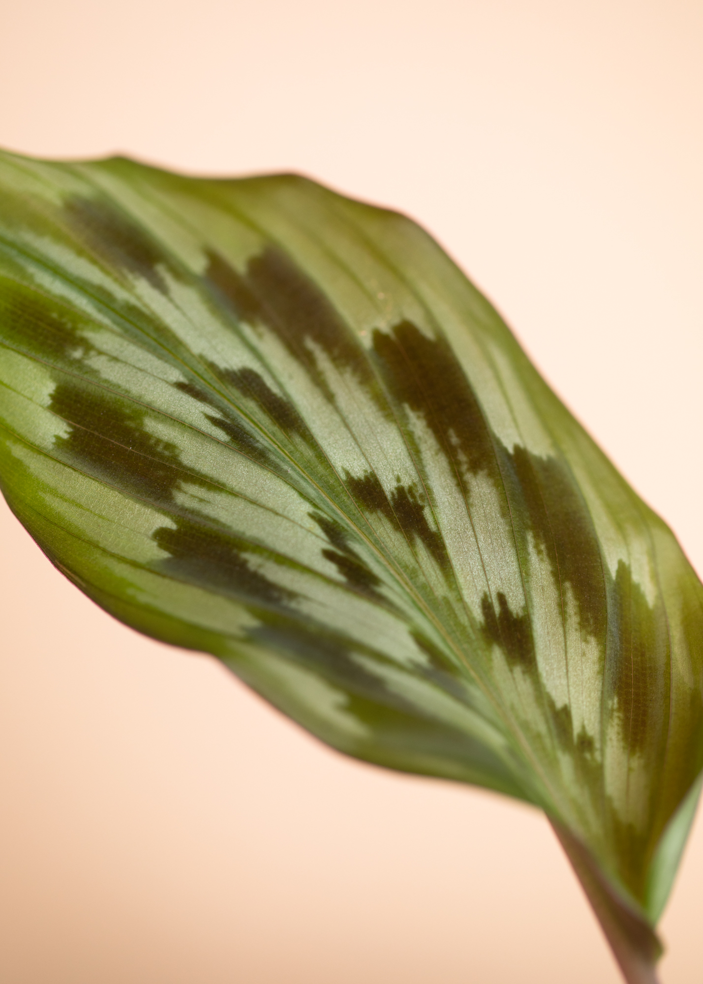 Calathea Merak
