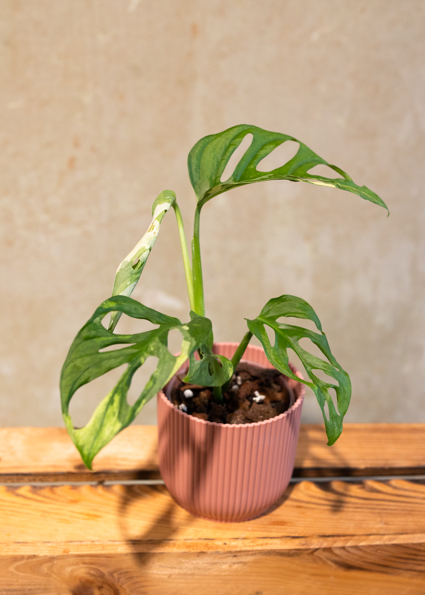 Monstera adansonii variegata 12