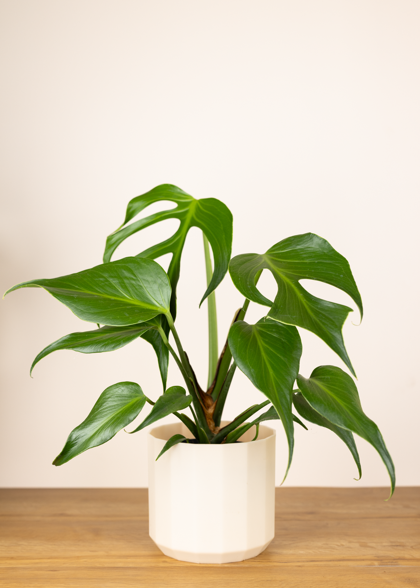 Monstera burle marx flame M