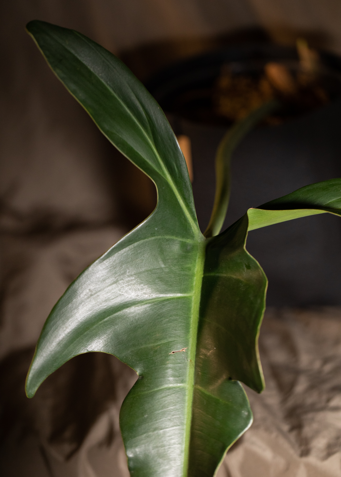 Philodendron Jerry Horne Philodendron Jerry Horne