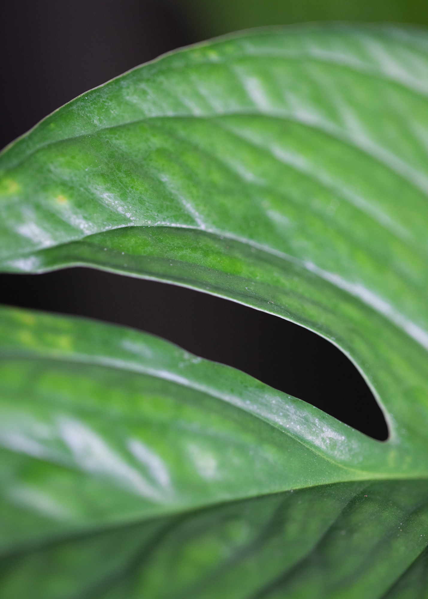Monstera pinnatipartita