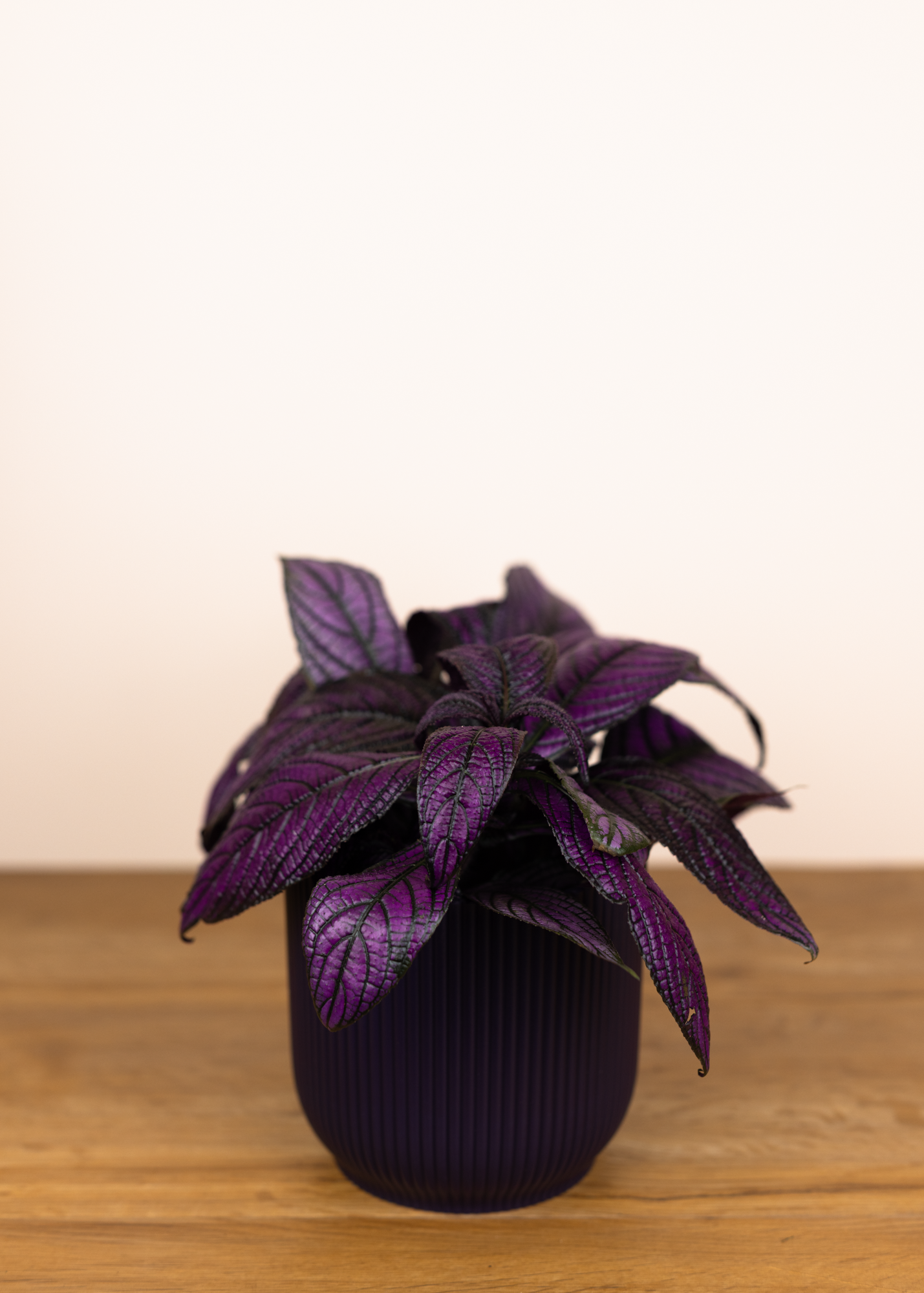 Strobilanthes dyerianus