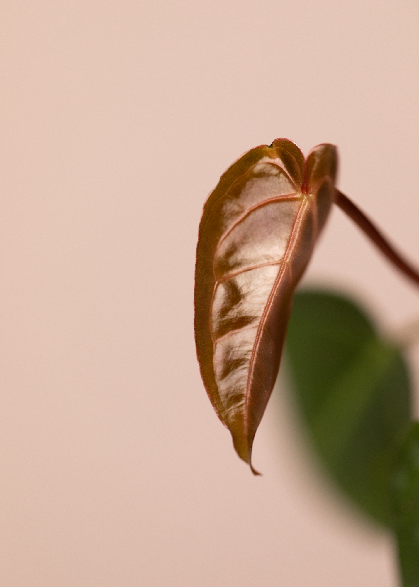 Anthurium Regale x Magnificum 3