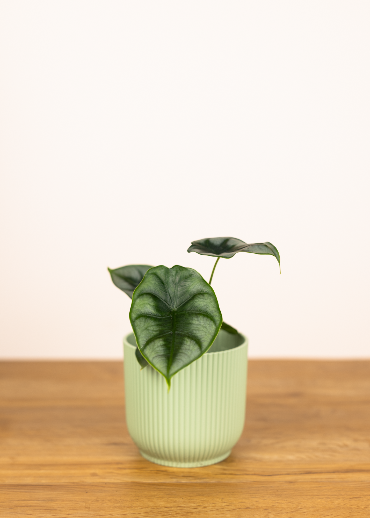 Alocasia reversa
