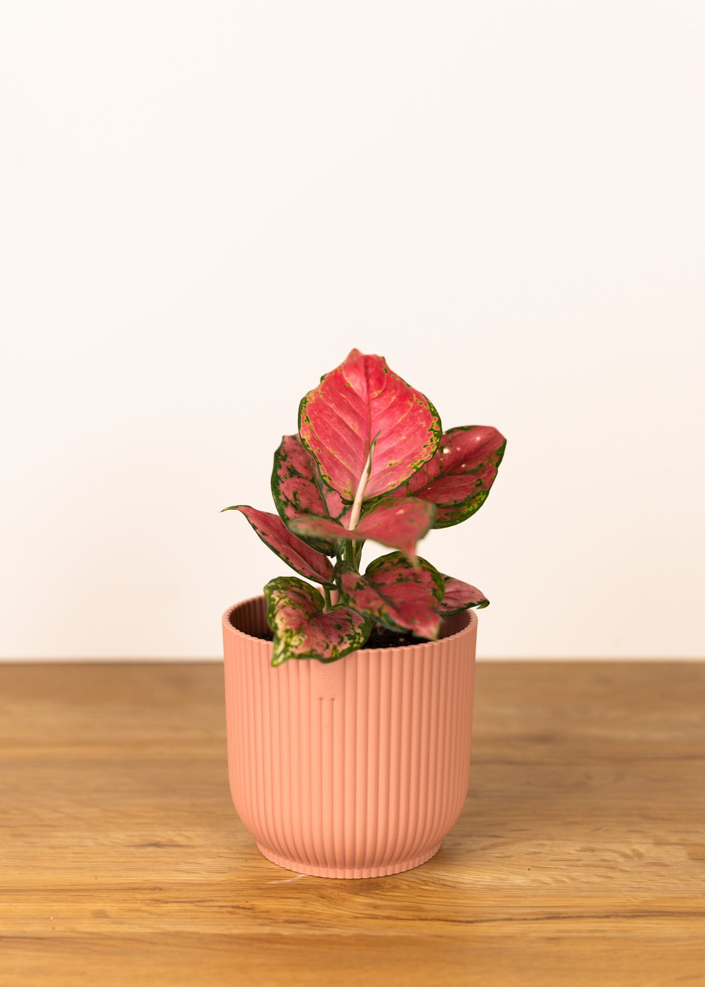 Aglaonema anyamanee S