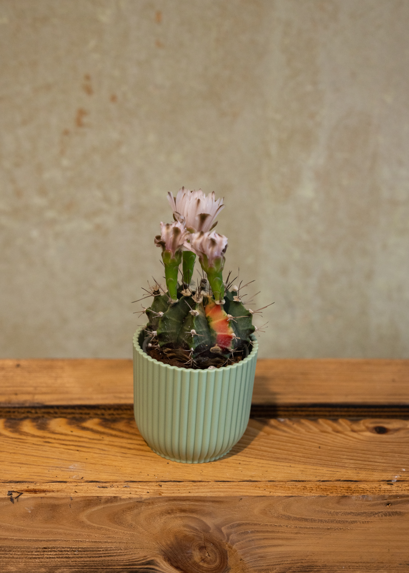 Gymnocalycium Mihanovichii Variegata 11