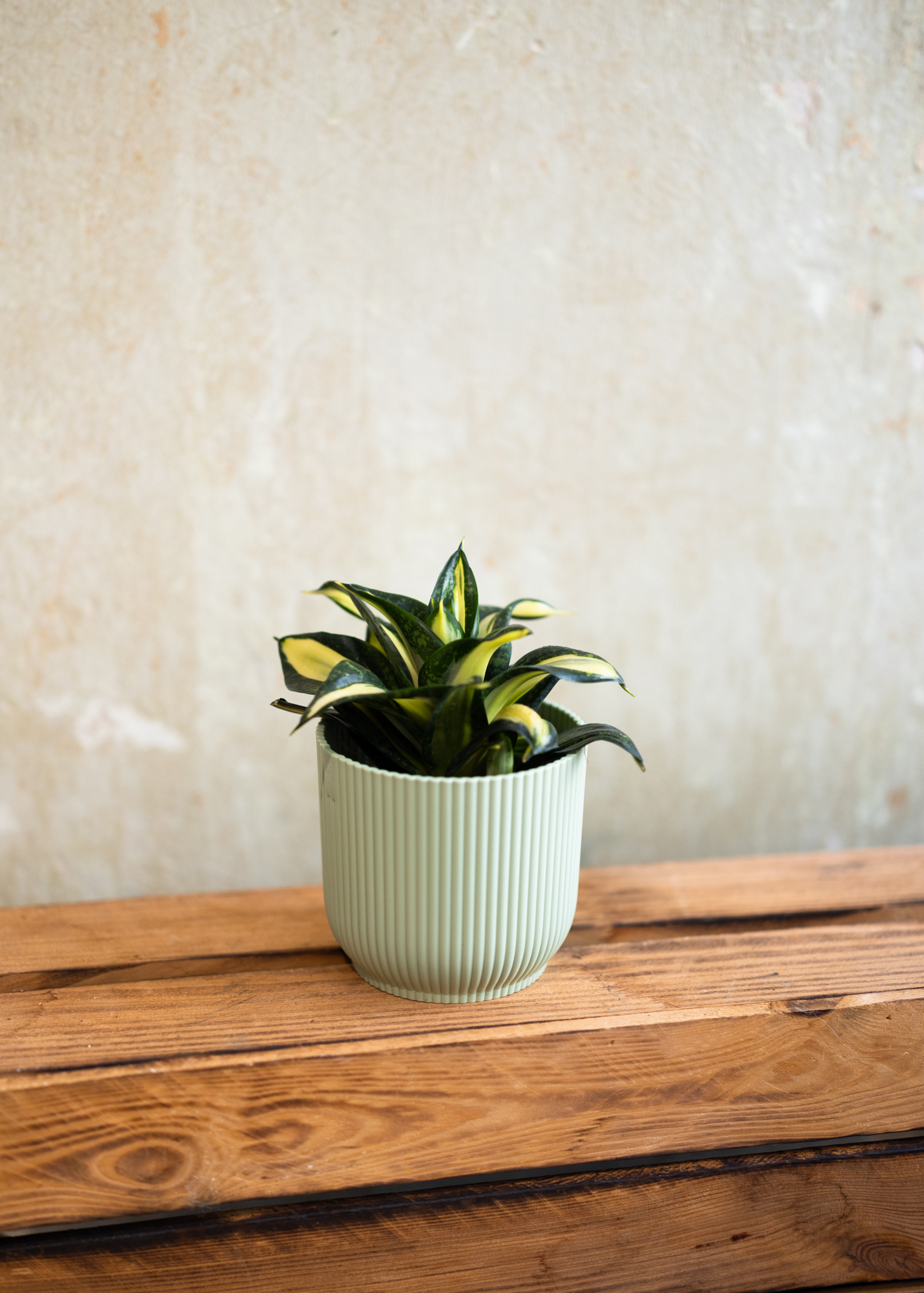 Sansevieria (Draceana) hahnii spiral star