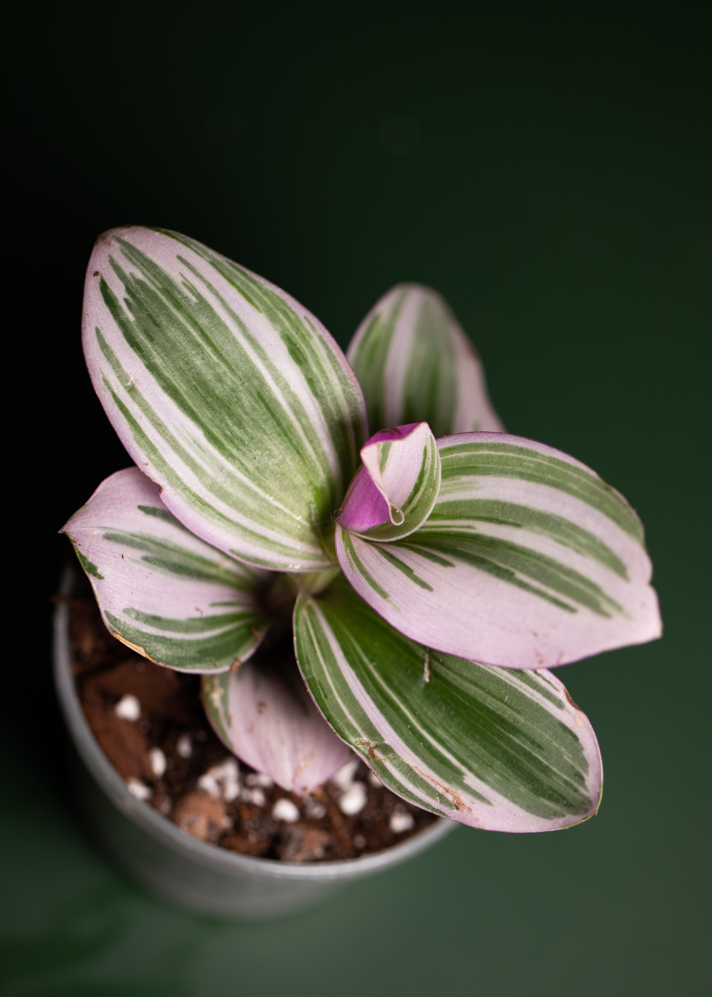 Tradescantia Albiflora Nanouk