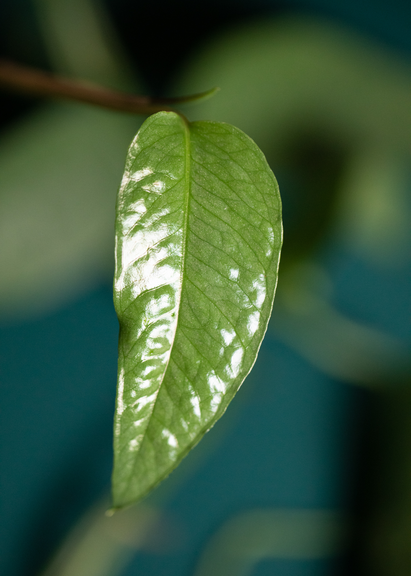 Epipremnum Pinnatum Cebu Blue Epipremnum Pinnatum Cebu Blue