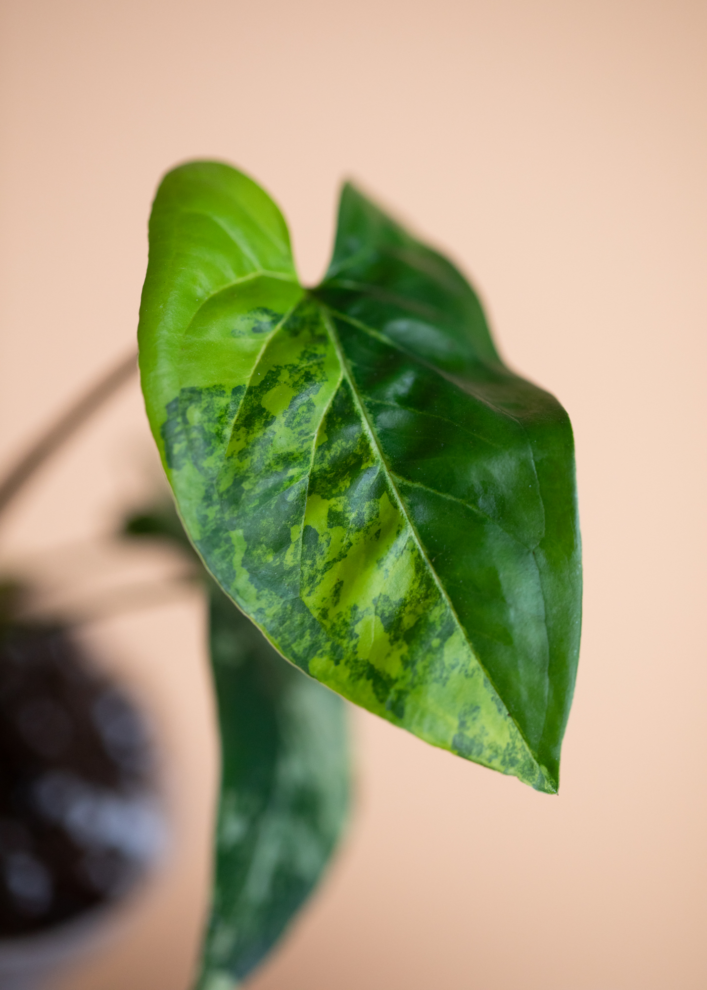 Syngonium Podophyllum Aurea Variegata 3