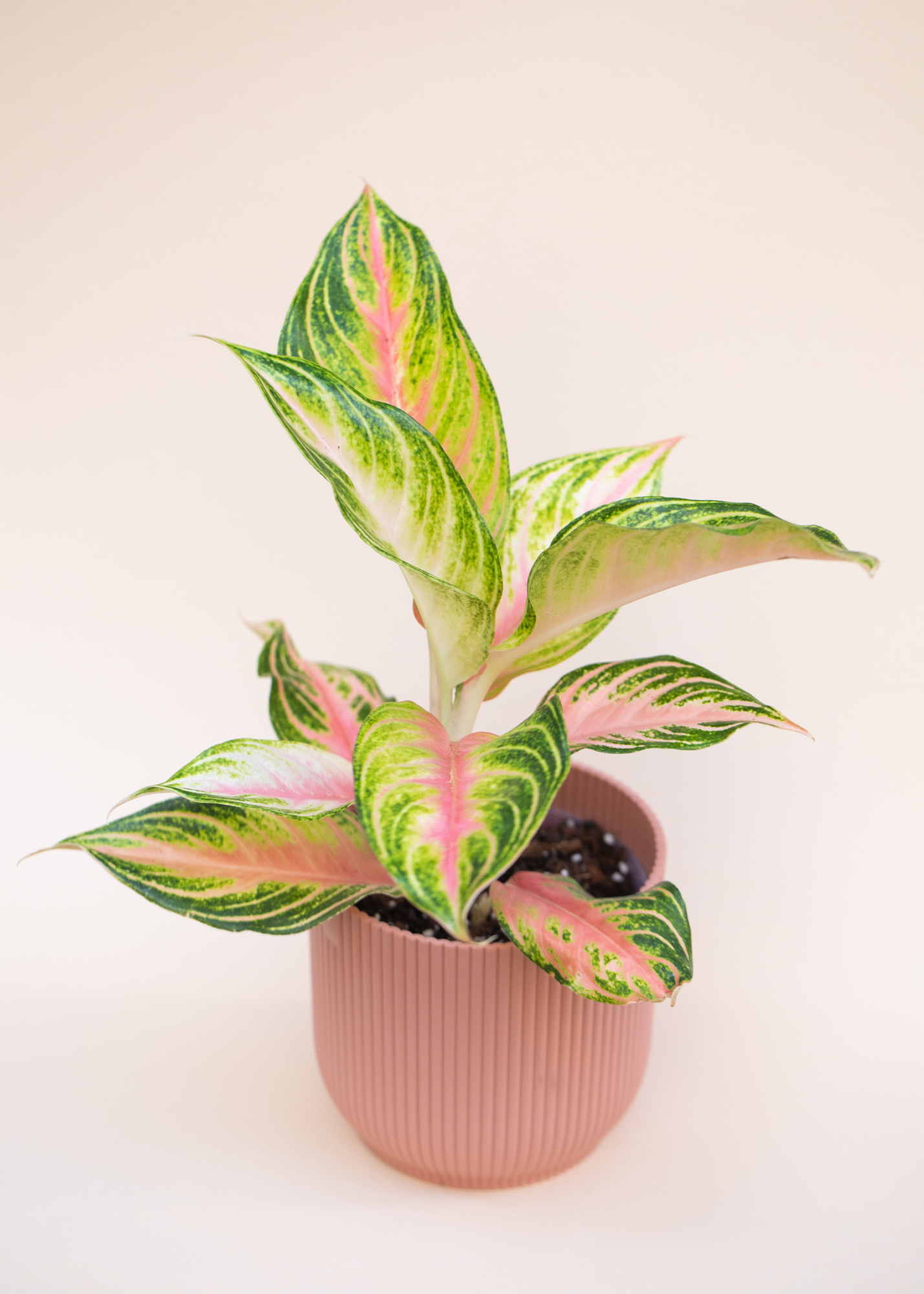 Aglaonema Eyecatcher