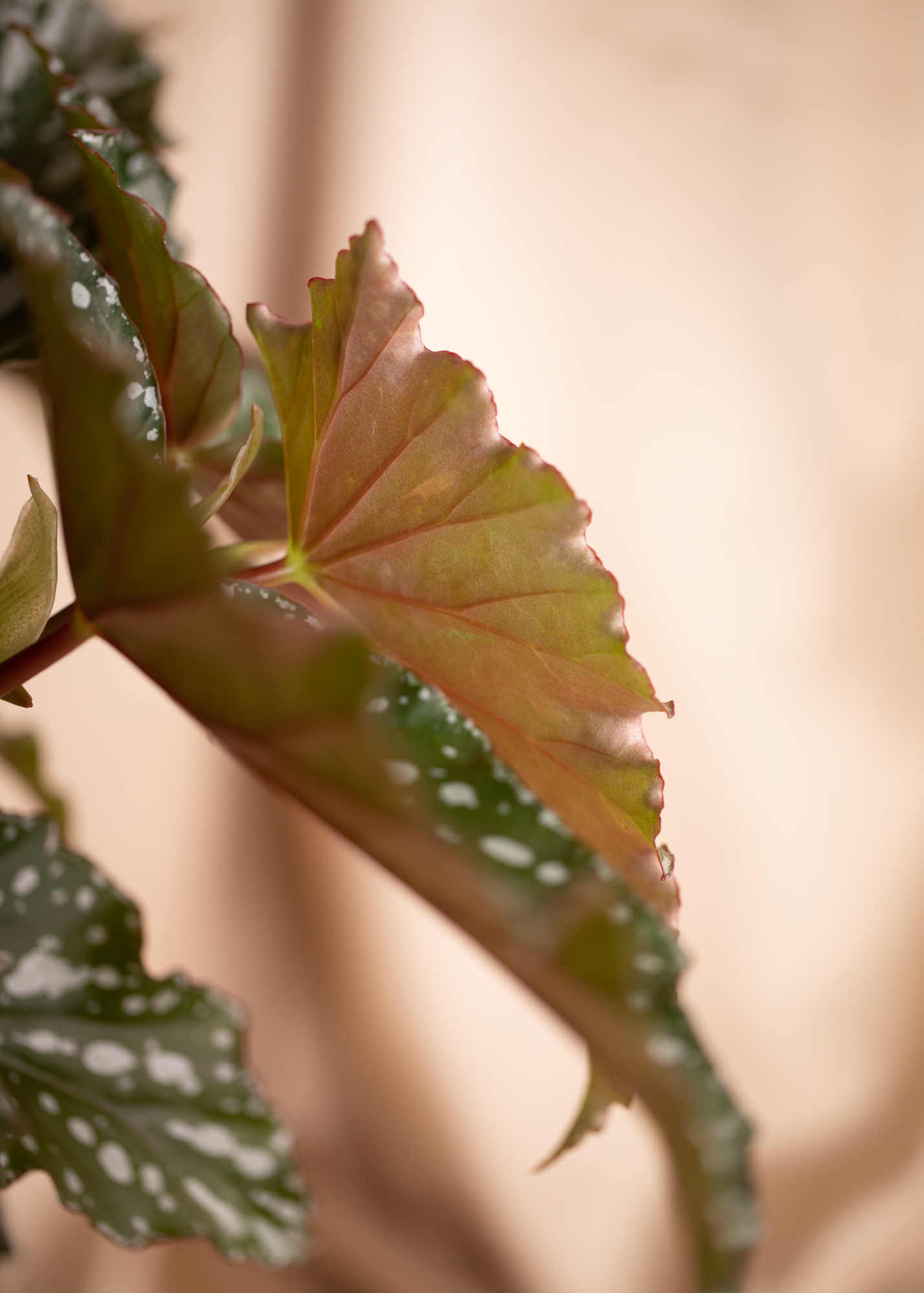 Begonia sp. Begonia sp.