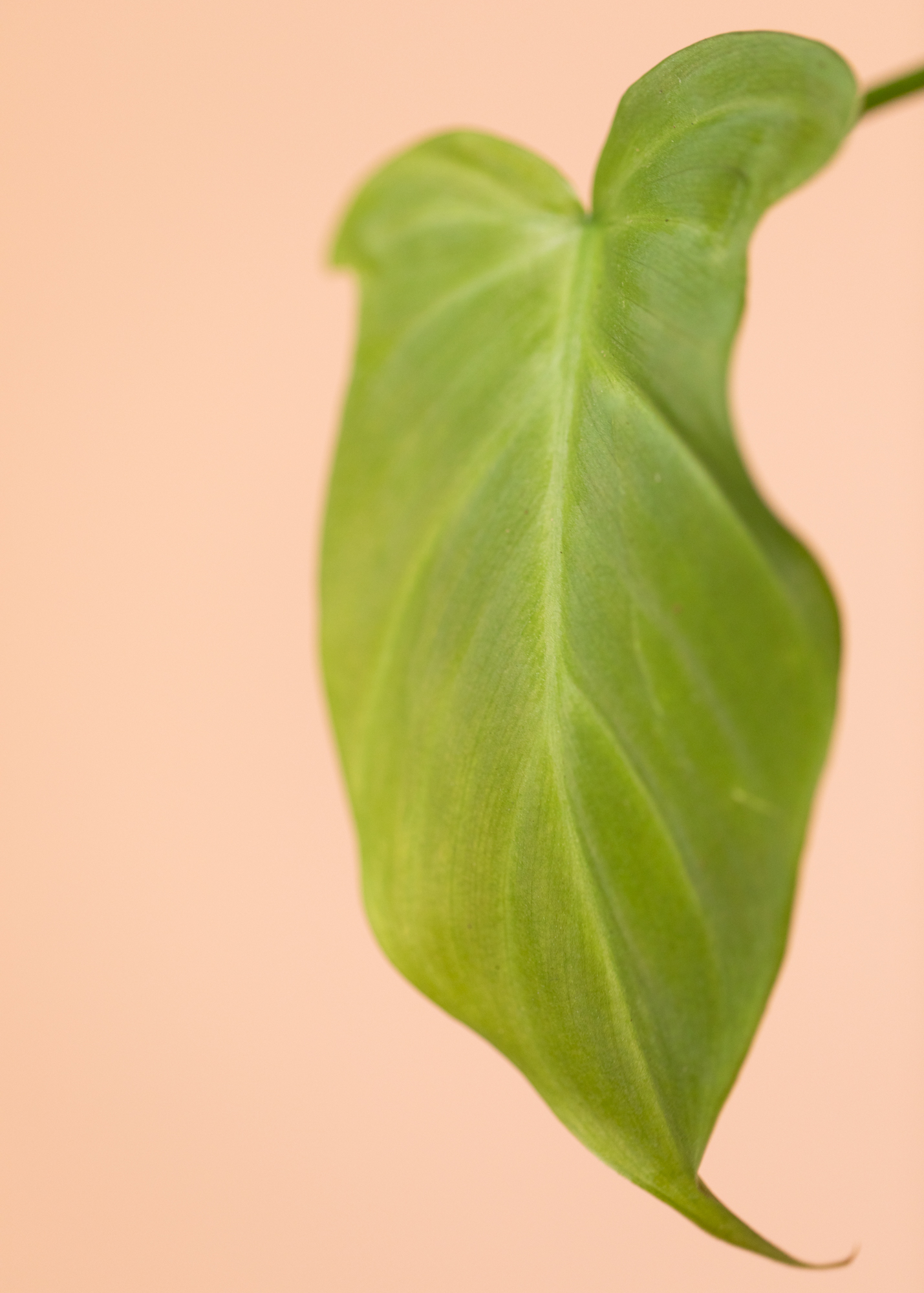 Philodendron Camposportoanum 2