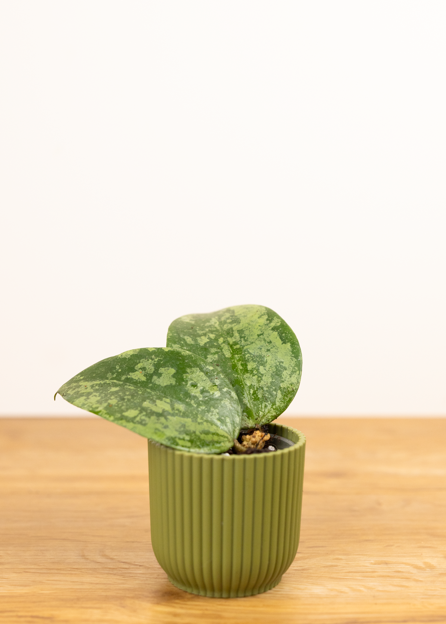 Hoya verticillata nganjuk splash