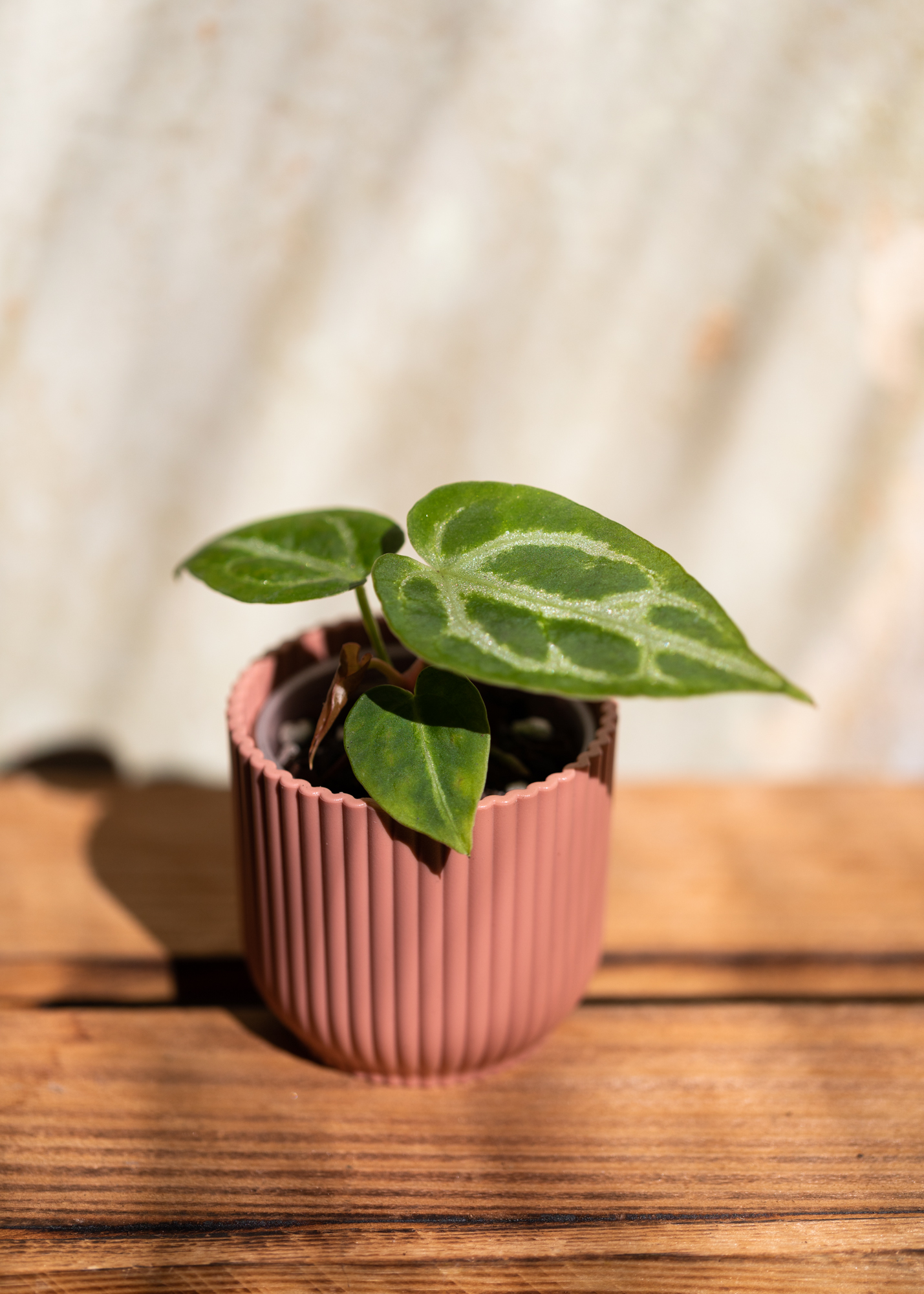 Anthurium Crystallinum Silver Blush XS